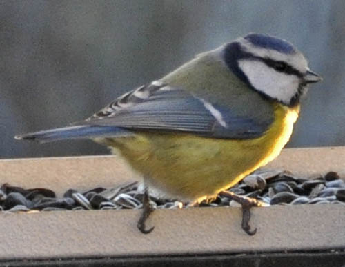 Blåmejse, Parus caeruleus