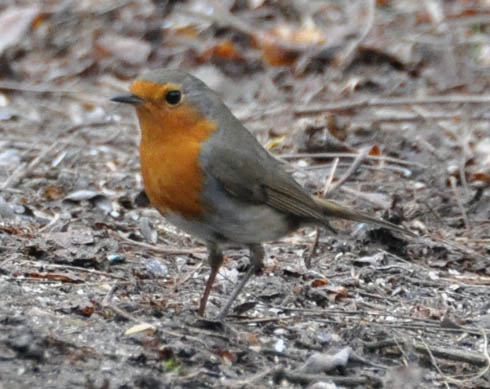 Rødhals, Erithacus rubecula