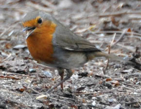 Rdhals, Erithacus rubecula