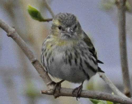 Grnsisken, Carduelis spinus