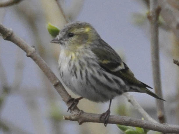 Grnsisken, Carduelis spinus