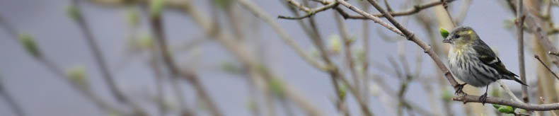 Grønsisken, Carduelis spinus