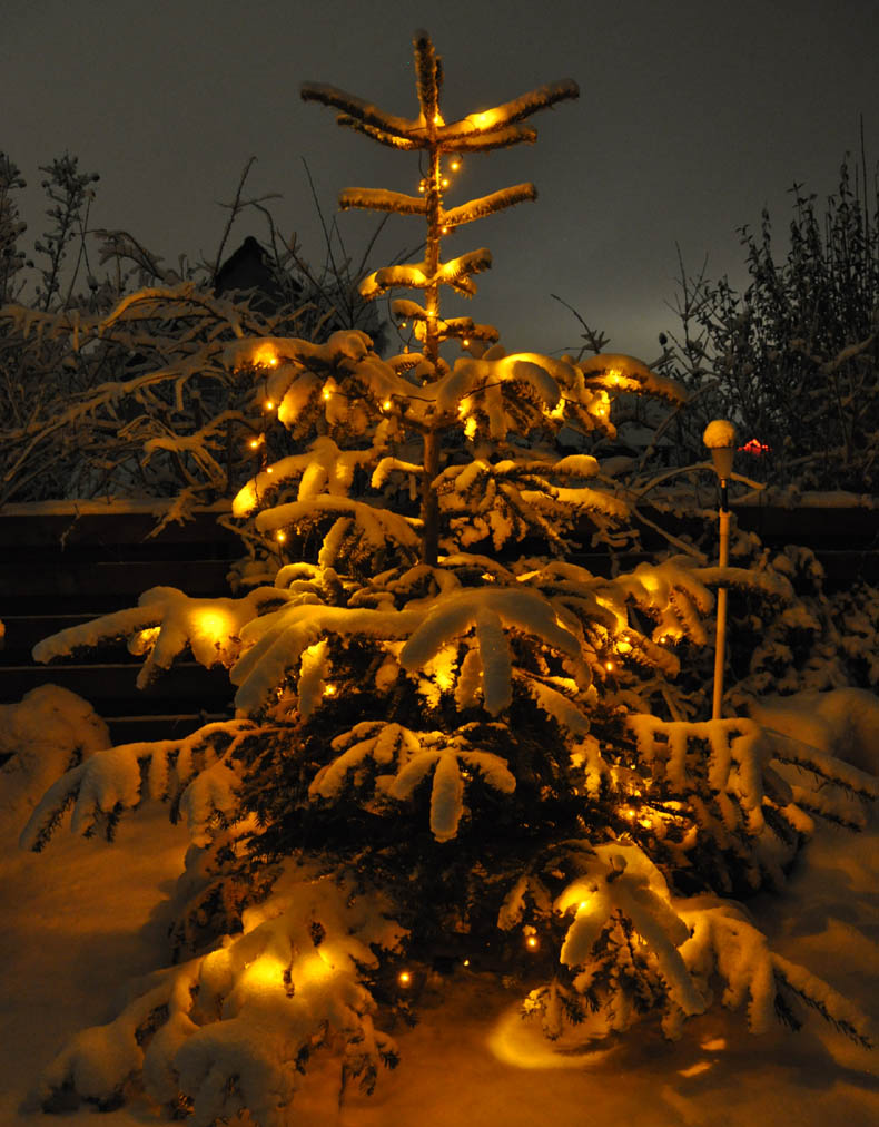 Juletræet med sne på