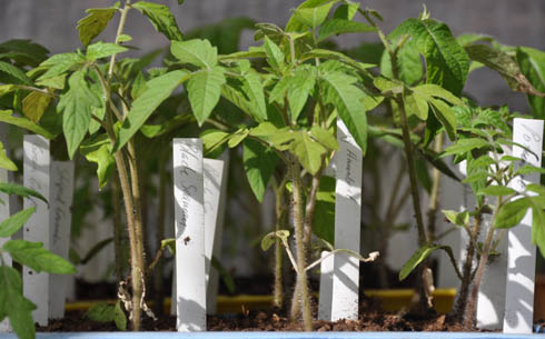 Små tomatplanter.