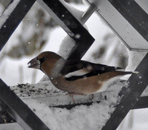 Krnebider, Coccothraustes coccothraustes