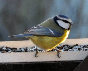 Blmejse, Parus caeruleus