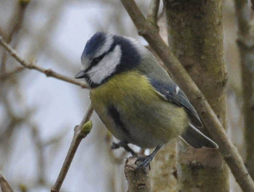 Blmejse, Parus caeruleus
