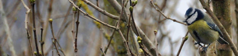 Blmejse, Parus caeruleus