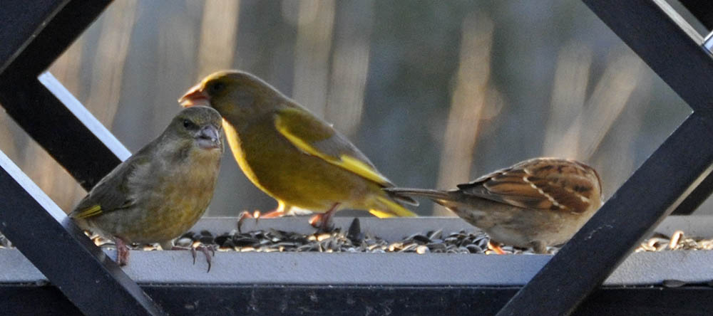 Grnirisk, Carduelis chloris