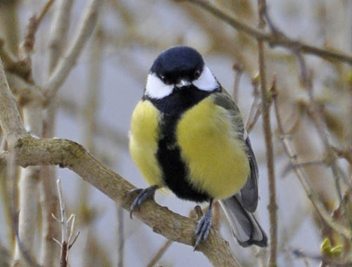 Han musvit, Parus major