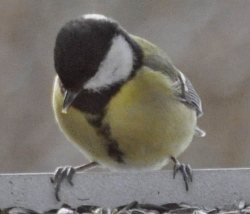 Hun musvit, Parus major