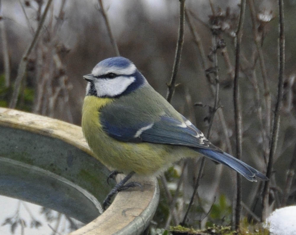 Blåmejse, Parus caeruleus