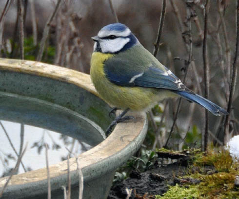 Blmejse, Parus caeruleus