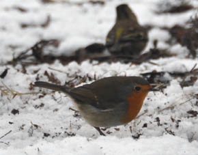 Rdhals, Erithacus rubecula