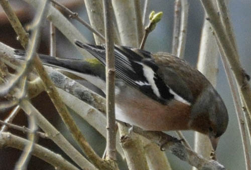 Han bogfinke, Fringilla coelebs