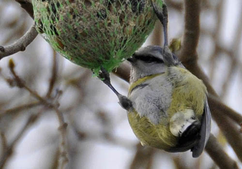 Blåmejse, Parus caeruleus