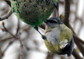 Blmejse, Parus caeruleus