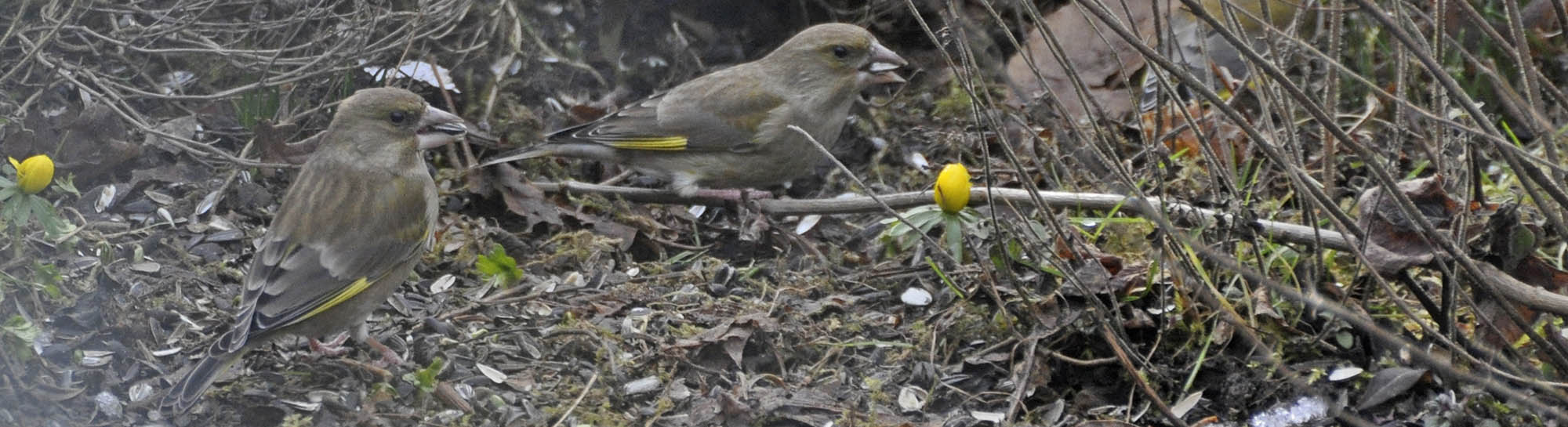 Grnirisk, Carduelis chloris