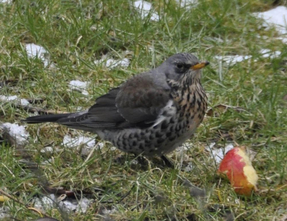 Sjagger, Turdus pilaris