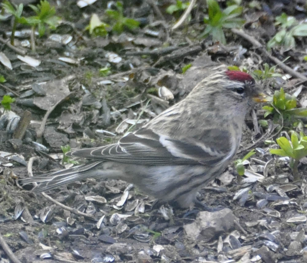 Stor gråsisken, Carduelis flammea