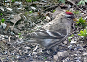 Stor grsisken, Carduelis flammea