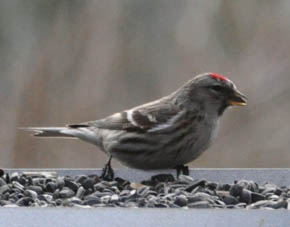 Stor grsisken, Carduelis flammea