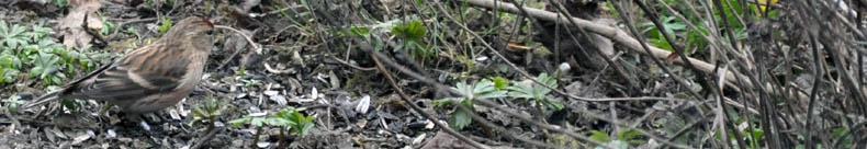 Stor grsisken, Carduelis flammea