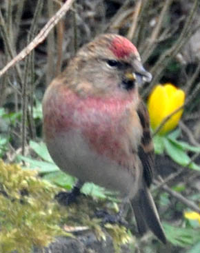 Stor grsisken, Carduelis flammea