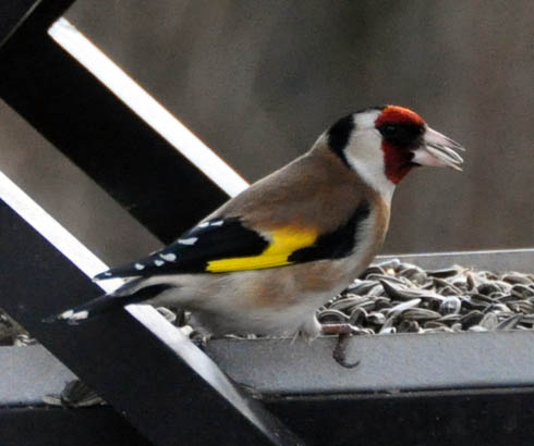 Stillits, Carduelis carduelis