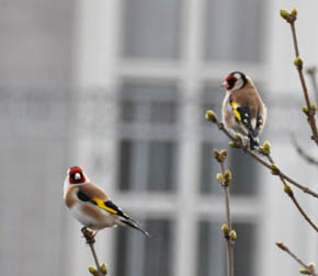 Stillits, Carduelis carduelis