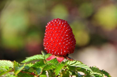 Jordbrhindbr, Rubus illecebrosus