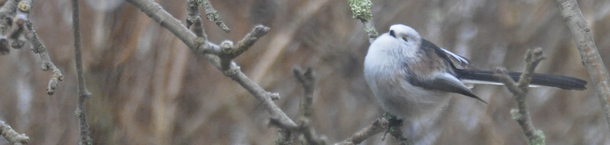 Halemejse, Aegithalos caudatus