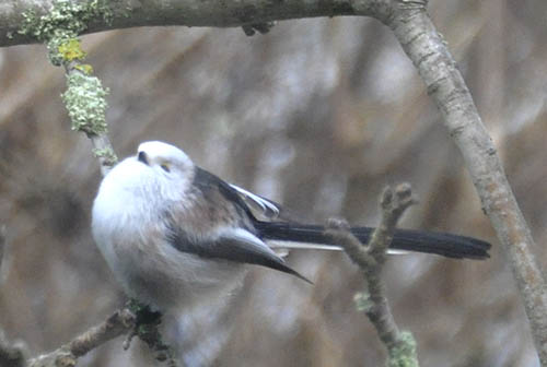 Halemejse, Aegithalos caudatus