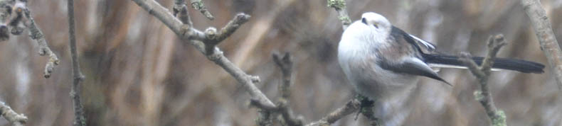 Halemejse, Aegithalos caudatus