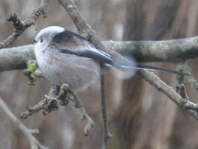 Halemejse, Aegithalos caudatus