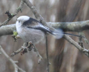 Halemejse, Aegithalos caudatus