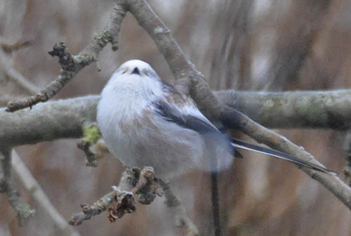 Halemejse, Aegithalos caudatus