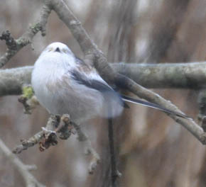 Halemejse, Aegithalos caudatus