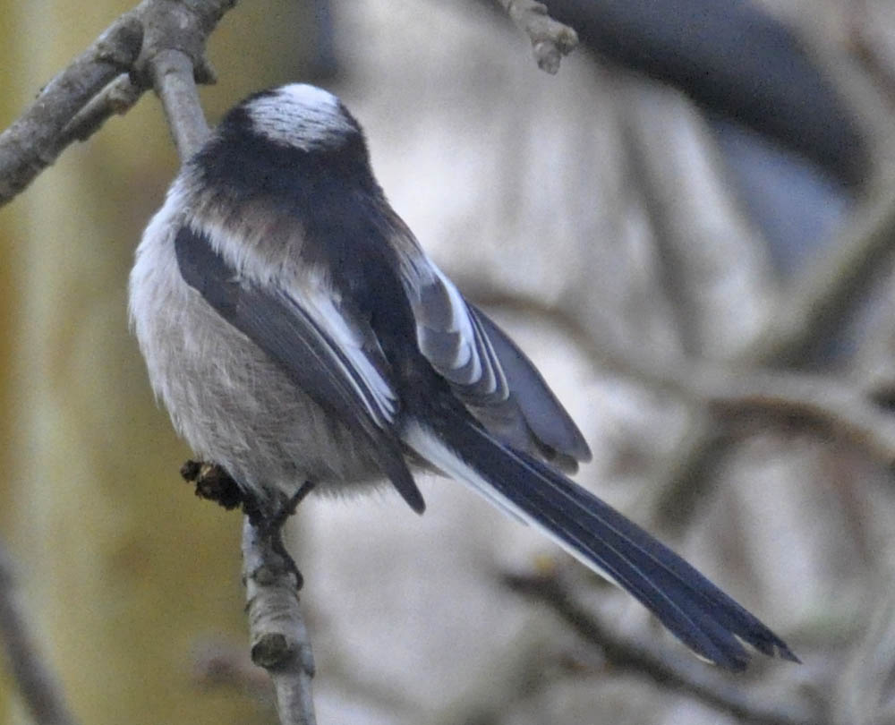 Halemejse, Aegithalos caudatus