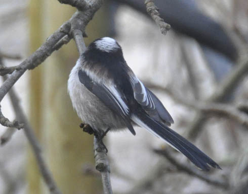 Halemejse, Aegithalos caudatus