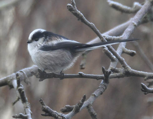 Halemejse, Aegithalos caudatus