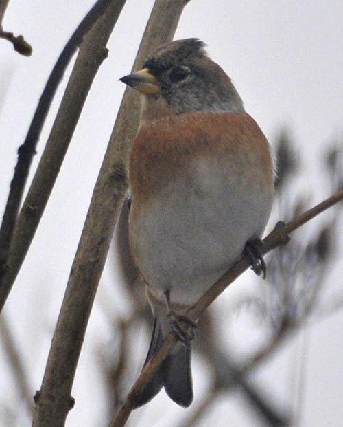 Kvkerfinke, Fringilla montifringilla