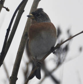 Kvkerfinke, Fringilla montifringilla