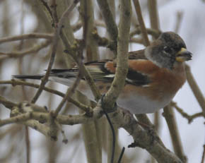 Kvkerfinke, Fringilla montifringilla