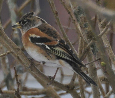 Kvkerfinke, Fringilla montifringilla