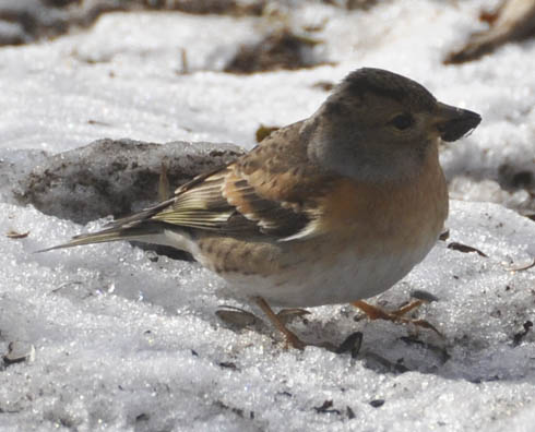 Kvkerfinke, Fringilla montifringilla