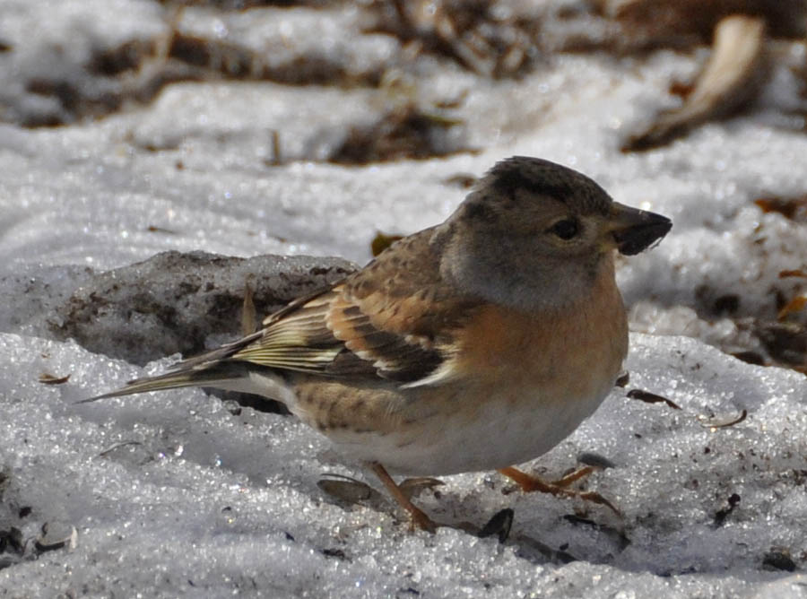 Kvkerfinke, Fringilla montifringilla