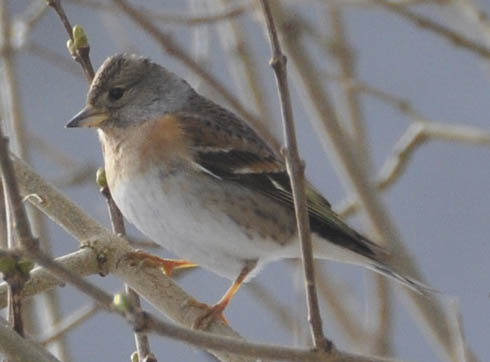 Kvkerfinke, Fringilla montifringilla