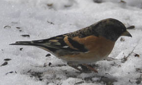 Kvkerfinke, Fringilla montifringilla