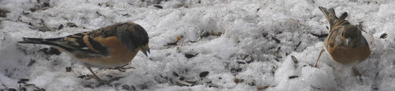 Kvkerfinke, Fringilla montifringilla